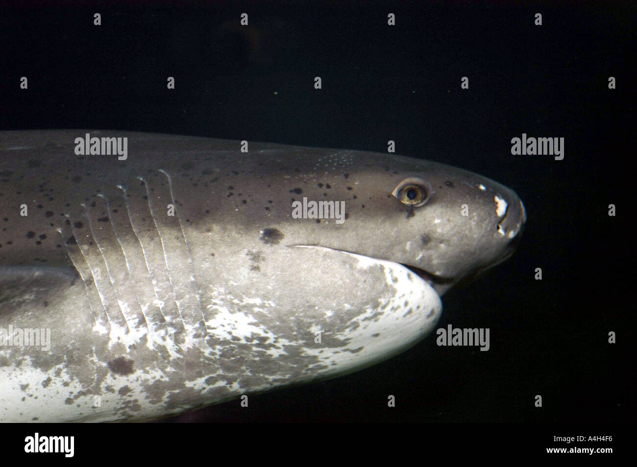 broadnose sevengill shark or cow shark Notorhynchus cepedianus ...