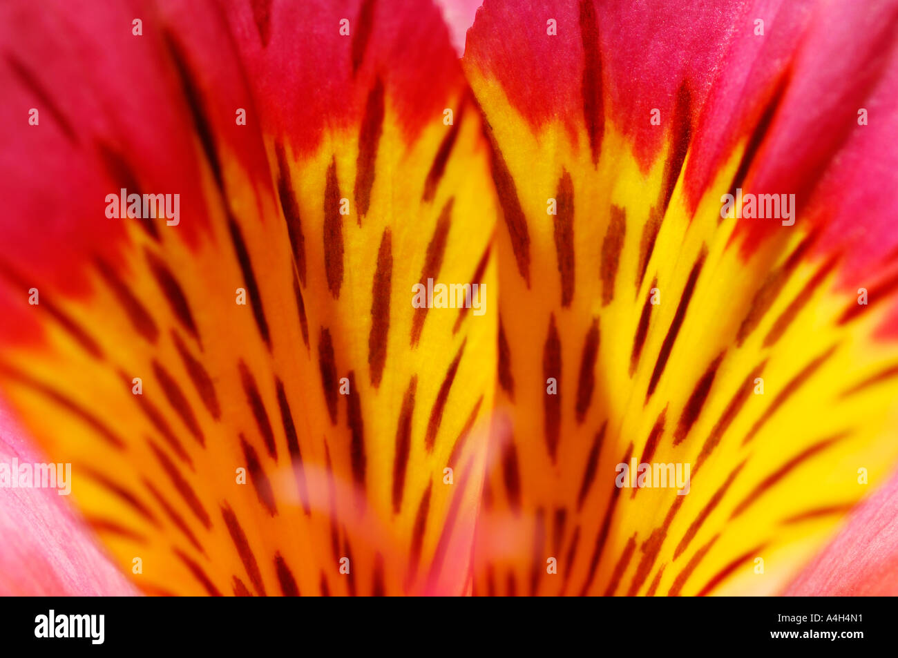 Alstroemeria ligtu hybrid or Peruvian Lily photographed in a studio Stock Photo