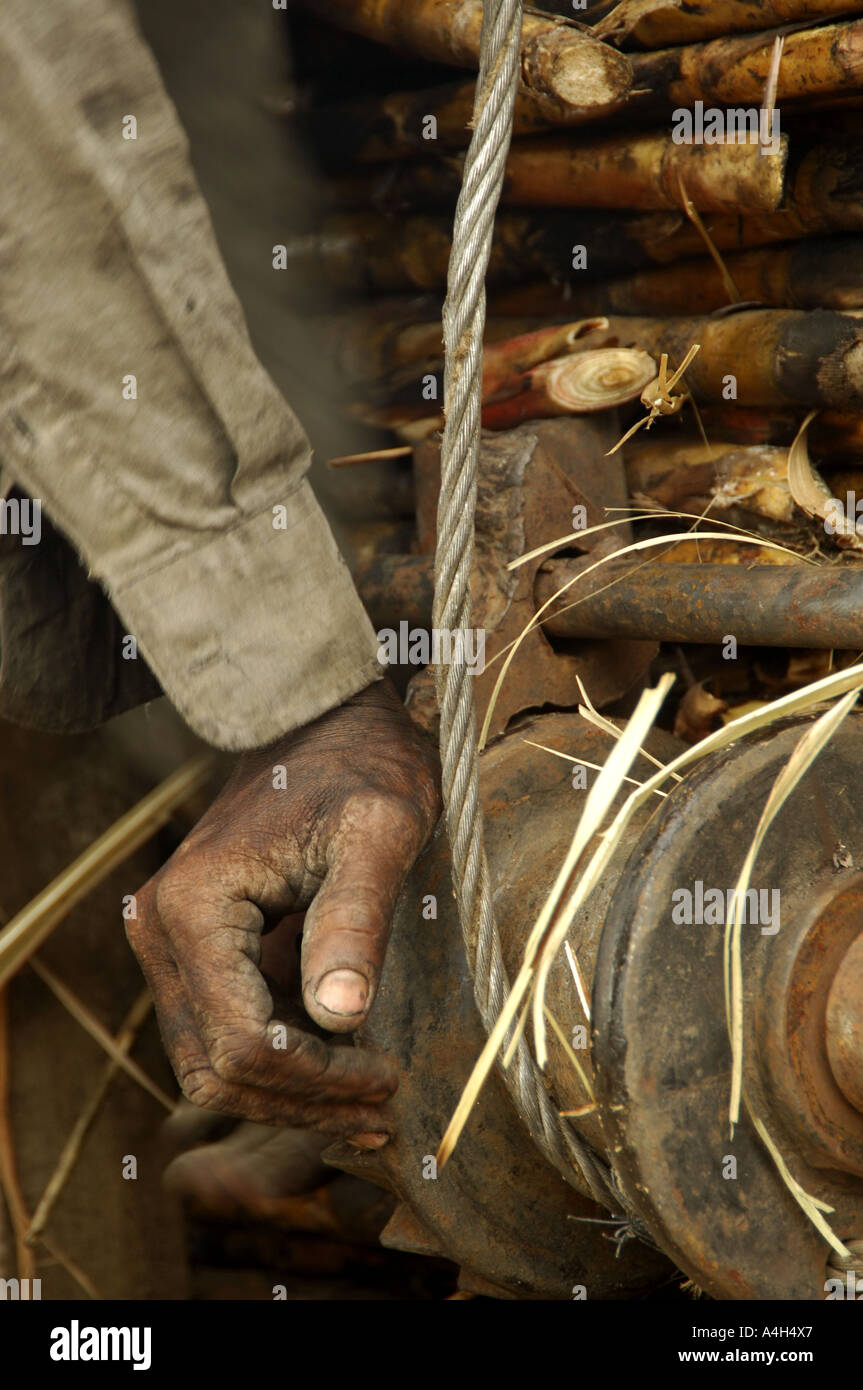 Harvesting sugarcane by hand hires stock photography and images Alamy