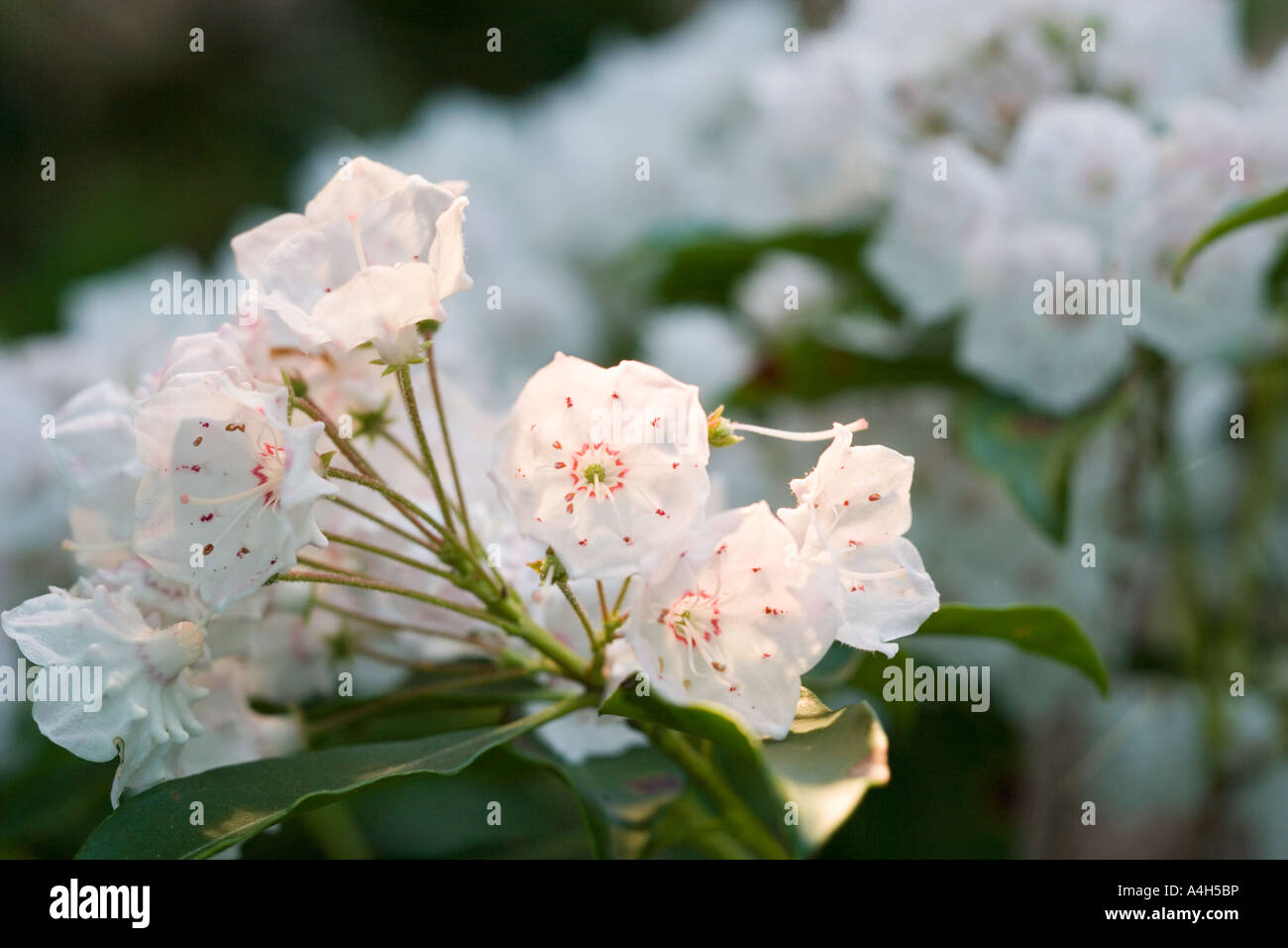 Flower Still Life Stock Photo Alamy