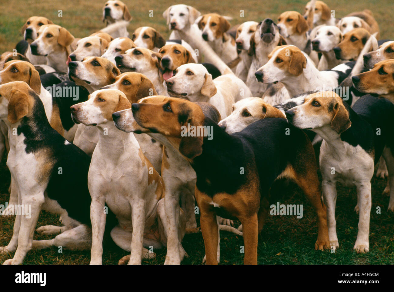 Pennsylvania fox hunting hires stock photography and images Alamy
