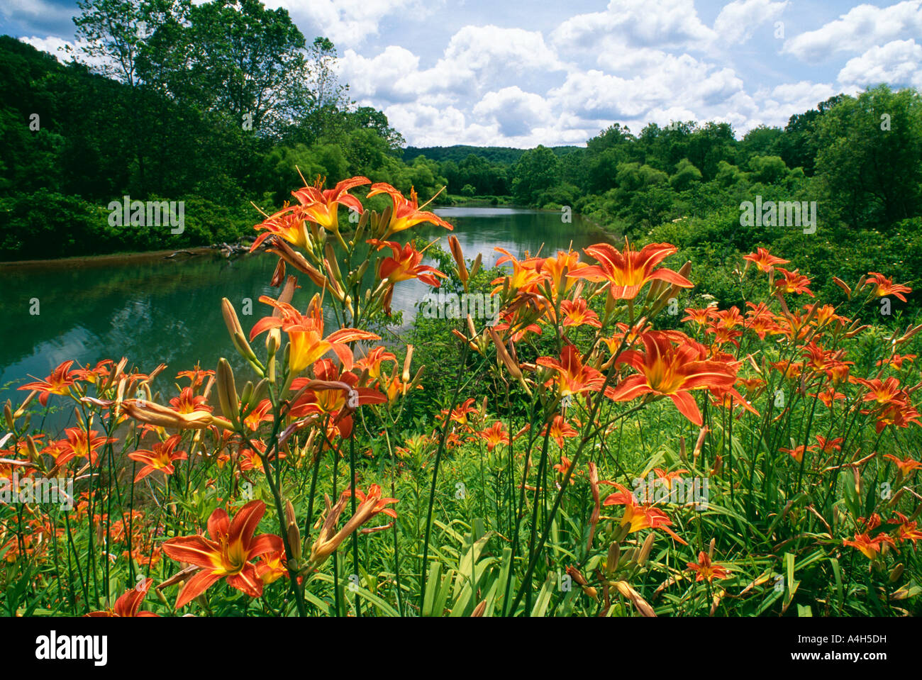 Tiger Lilies, Mill Run Reservoir Near Ohiopyle State Park & Falling