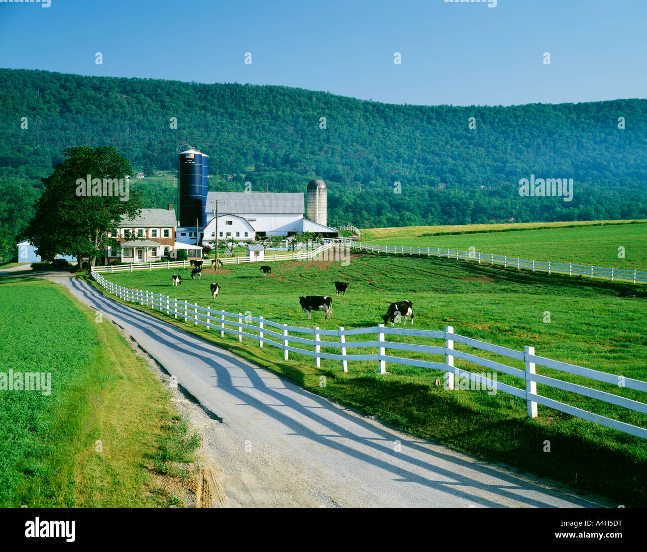 Dairy Farm Near State College, Bellefonte, Center County, Pennsylvania