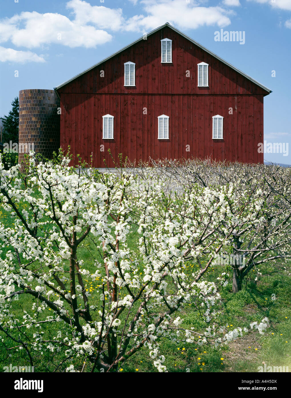 Montmorency Cherry Trees, Peters Orchard, Adams County, Pennsylvania, USA Stock Photo