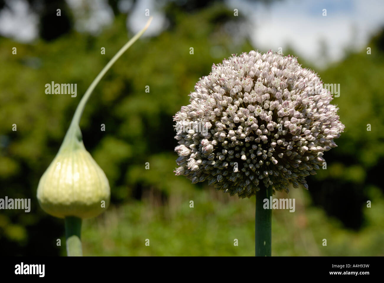 Allium cepa flower hi-res stock photography and images - Alamy