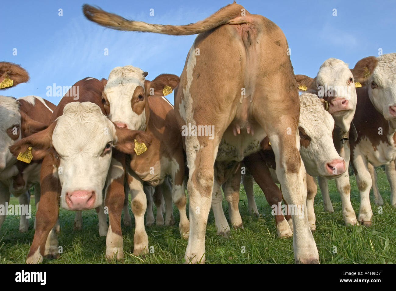 cow herd near Dietramszell Upper Bavaria Germany Europe Stock Photo