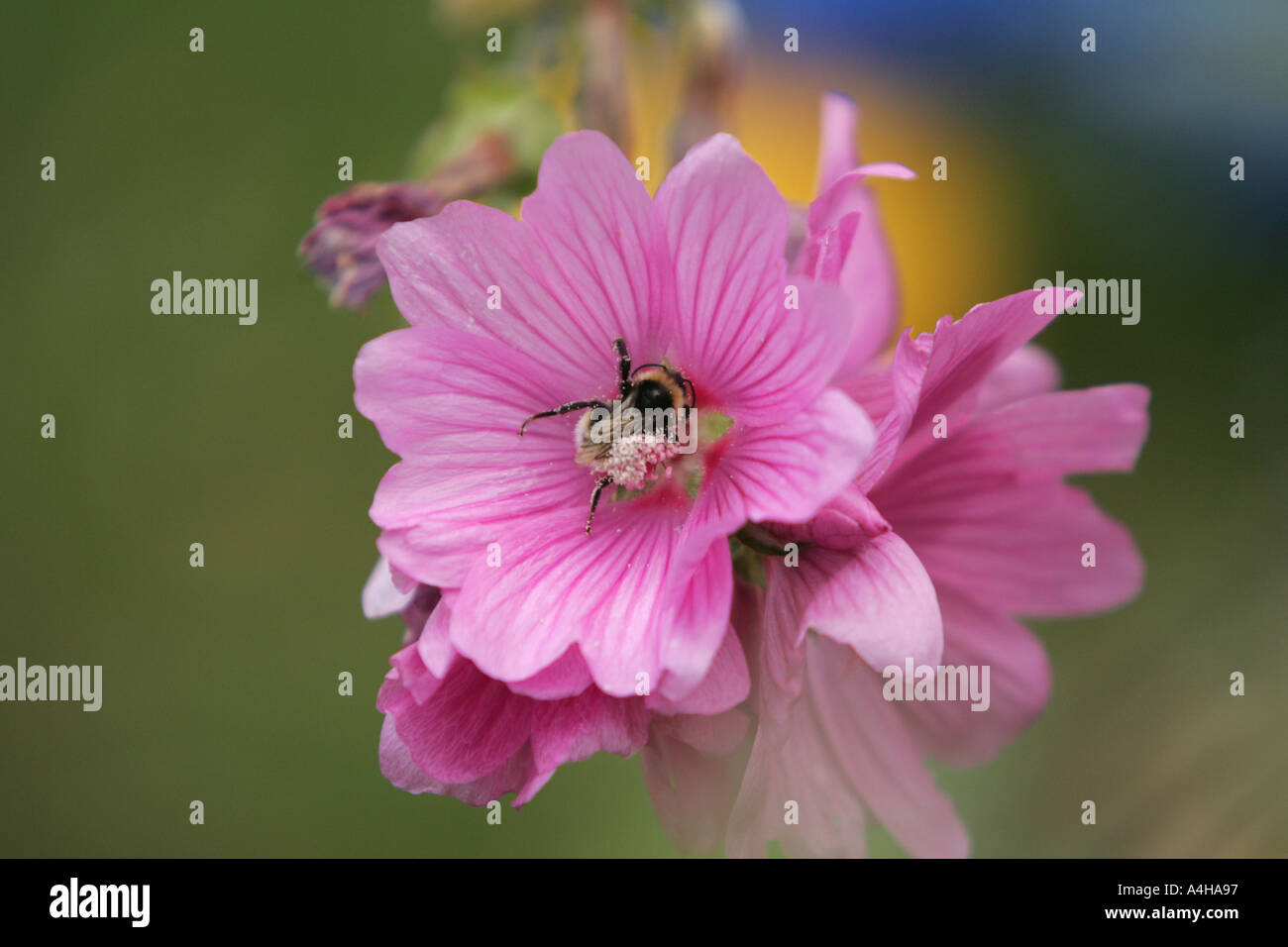 Flower bee pollen hi-res stock photography and images - Alamy