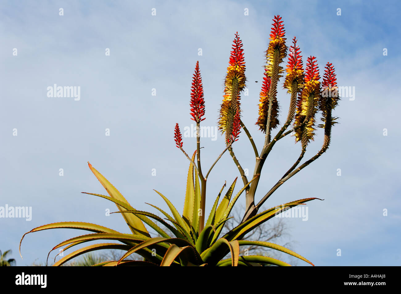 Aloe Wickensii at The Huntington Library, San Marino, CALIFORNIA Stock  Photo - Alamy
