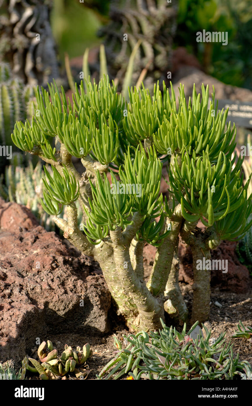 Huntington Library And Botanical Gardens Pasadena California