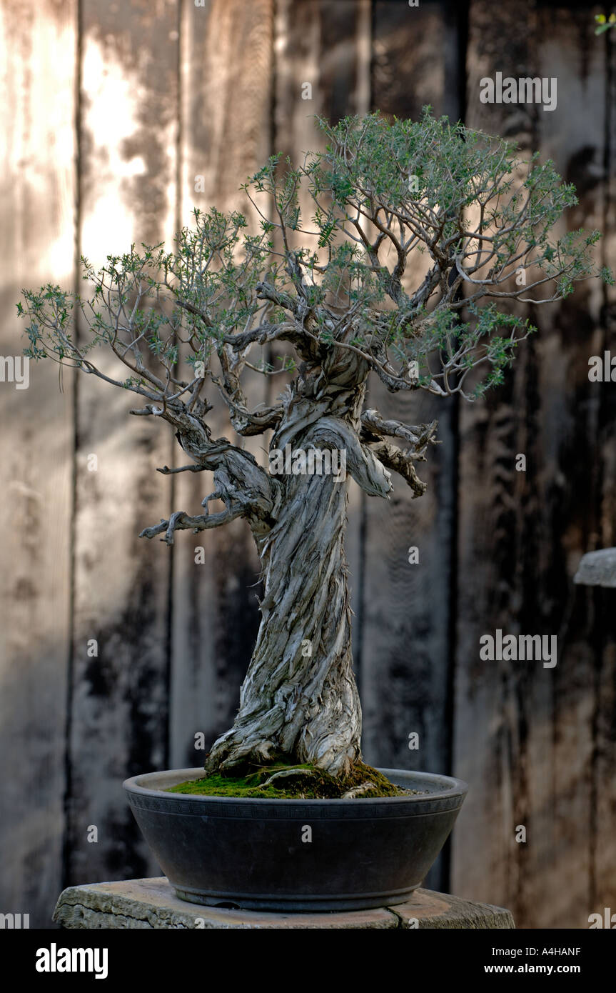 Melaleuca Bonsai Tree at The Huntington Library, San Marino, CALIFORNIA