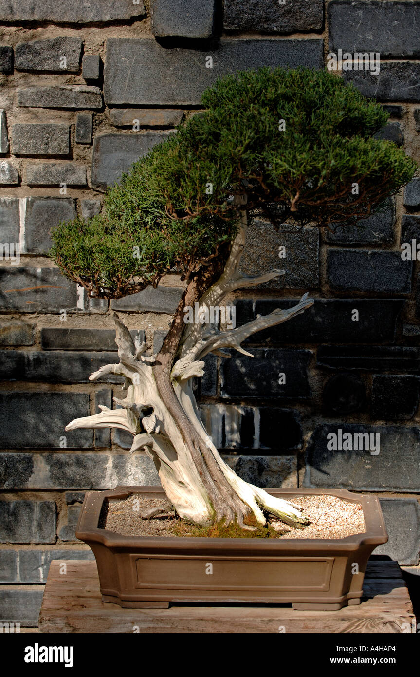 California Juniper Bonsai Tree at The Huntington Library, San Marino