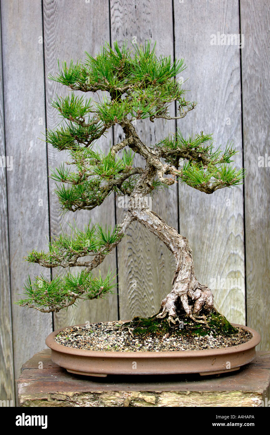 Japanese Black Pine Bonsai Tree at The Huntington Library, San Marino,  CALIFORNIA Stock Photo - Alamy
