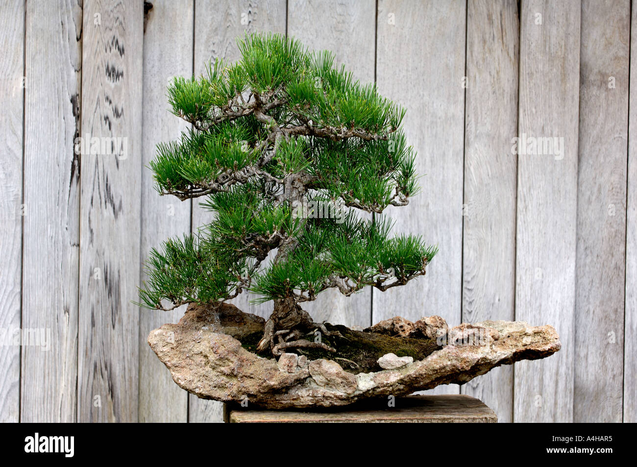 handmade Bonsai black pine wood lamp
