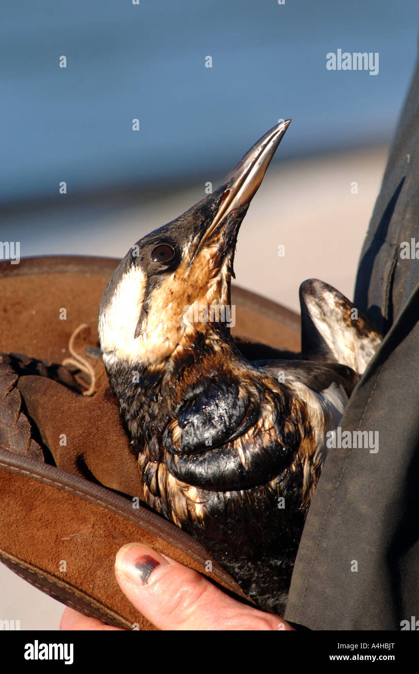 Oiled sea bird Stock Photo