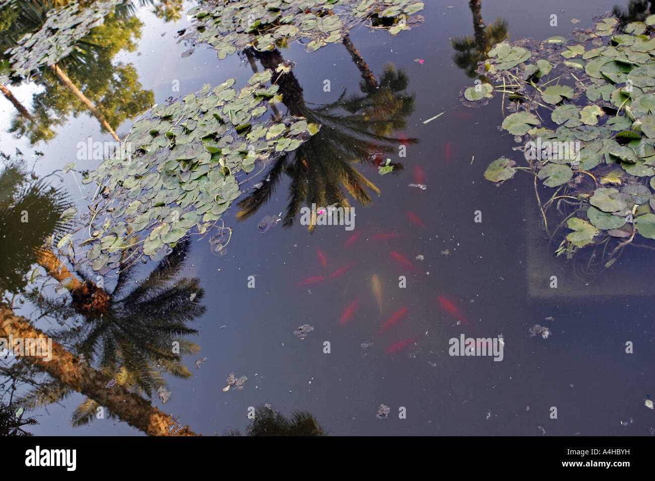 Marrakech Morocco Majorelle Gardens pond reflections Stock Photo