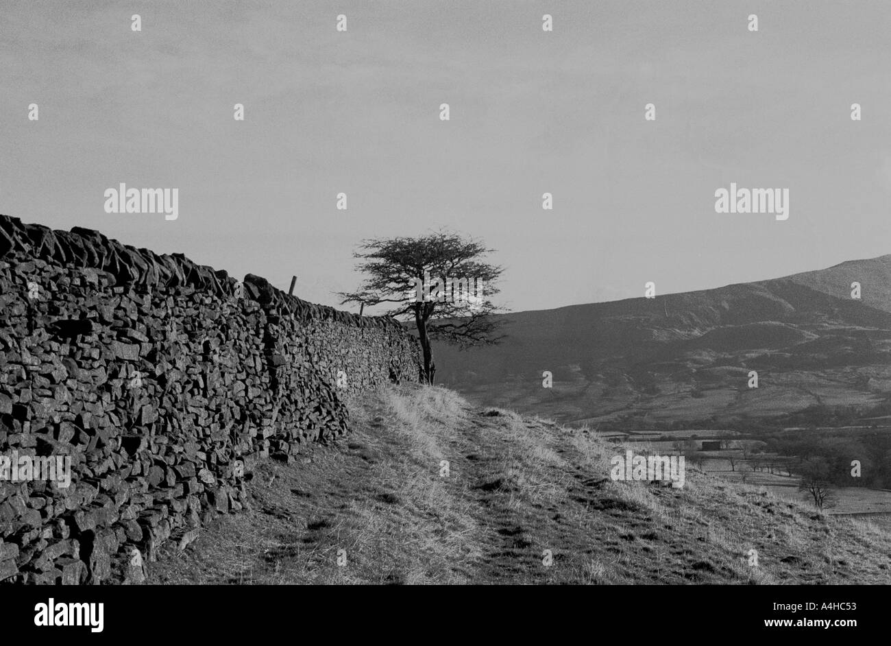 monochrome of a tree and wall in a field derbyshire peak district england Stock Photo