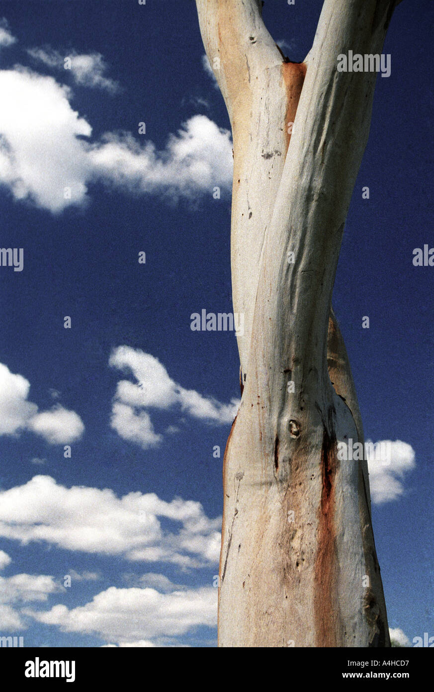 Gum tree trunk against sky with clouds Alice Springs Northern Territory
