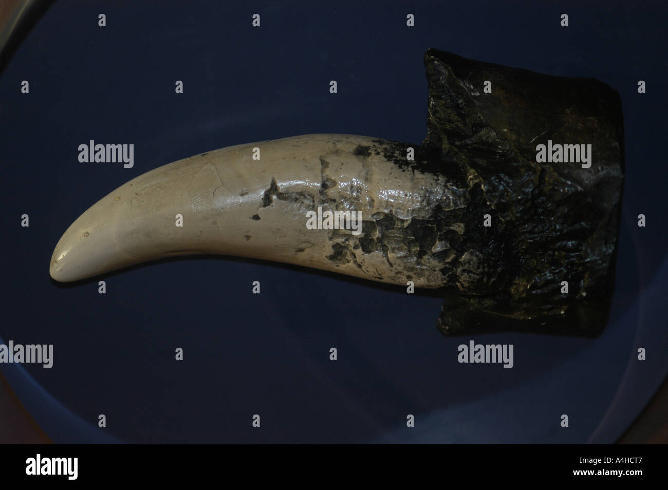 Tyranosaurus Rex Tooth Hell Creek Montana United States archaeology