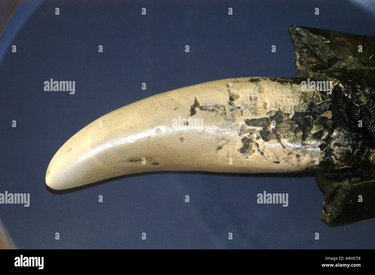 Tyranosaurus Rex Tooth Hell Creek Montana United States archaeology