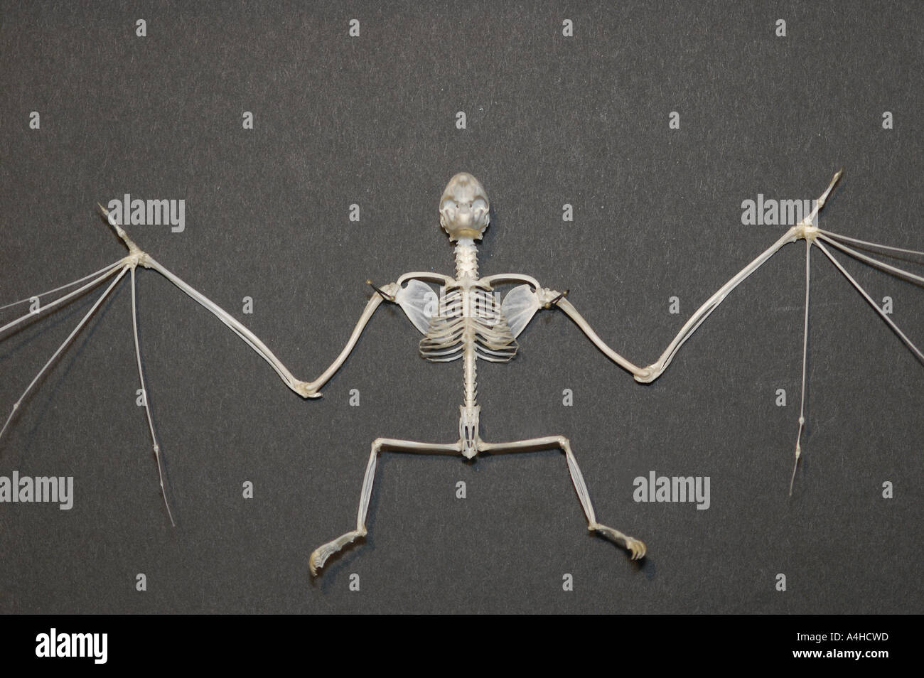 Vampire Bat Skeleton