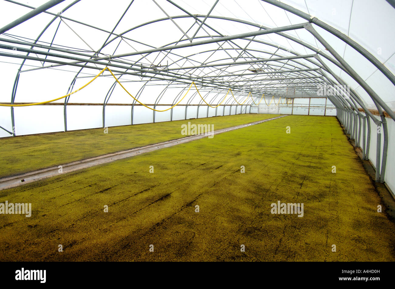 Watercress farm, sprouting of new watercress inside large greenhouses