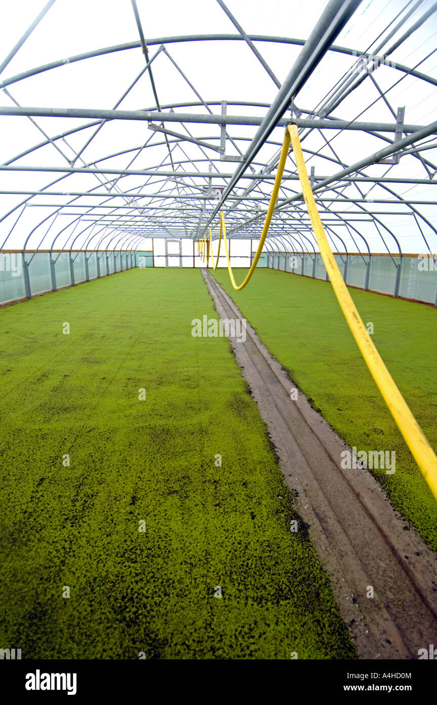 Watercress farm, sprouting of new watercress inside large greenhouses