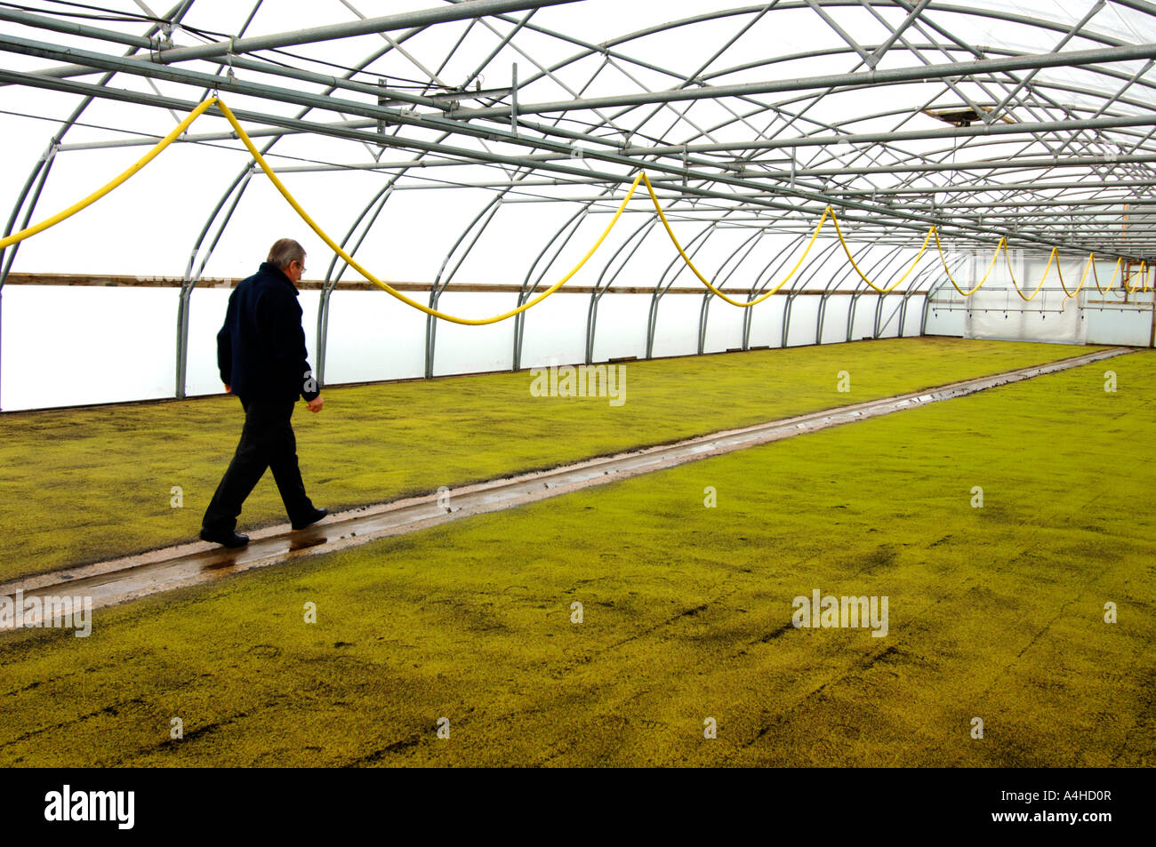 Watercress farm, sprouting of new watercress inside large greenhouses