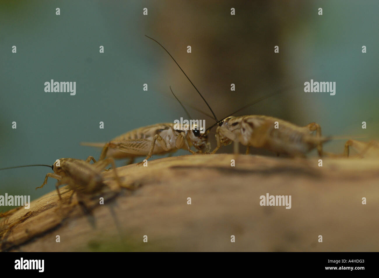 Jerusalem Cricket Stock Photos &amp; Jerusalem Cricket Stock