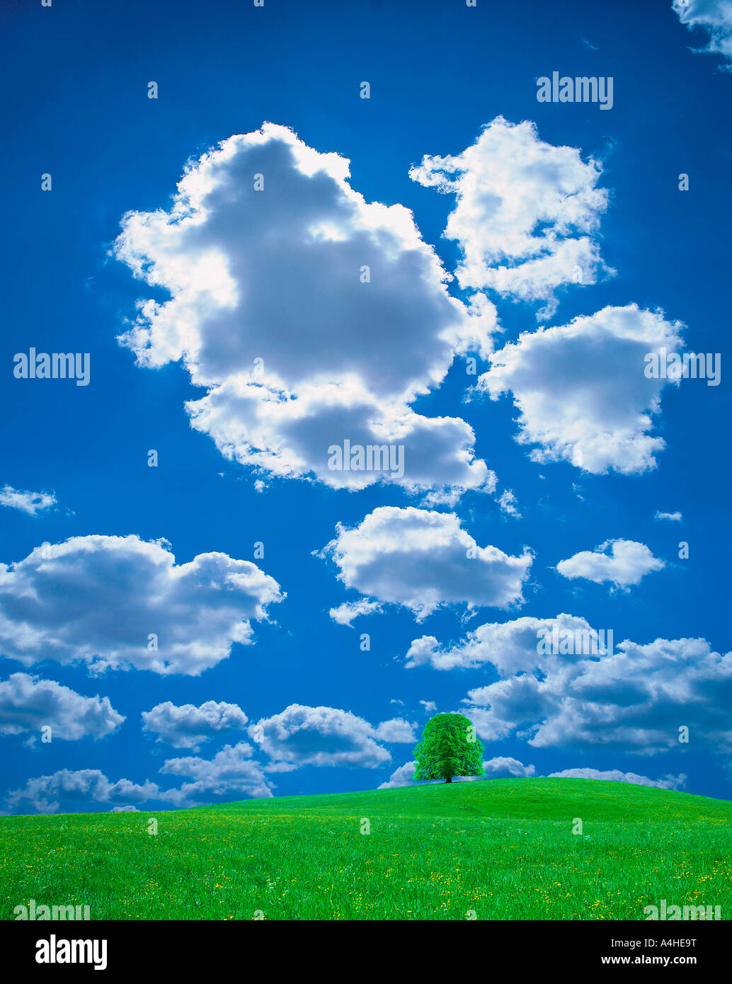 A green field with a tree under a clear blue sky Stock Photo - Alamy