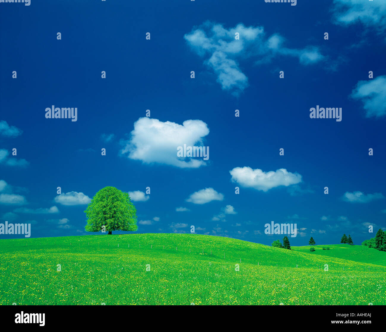 A green field with a tree under a blue sky Stock Photo - Alamy
