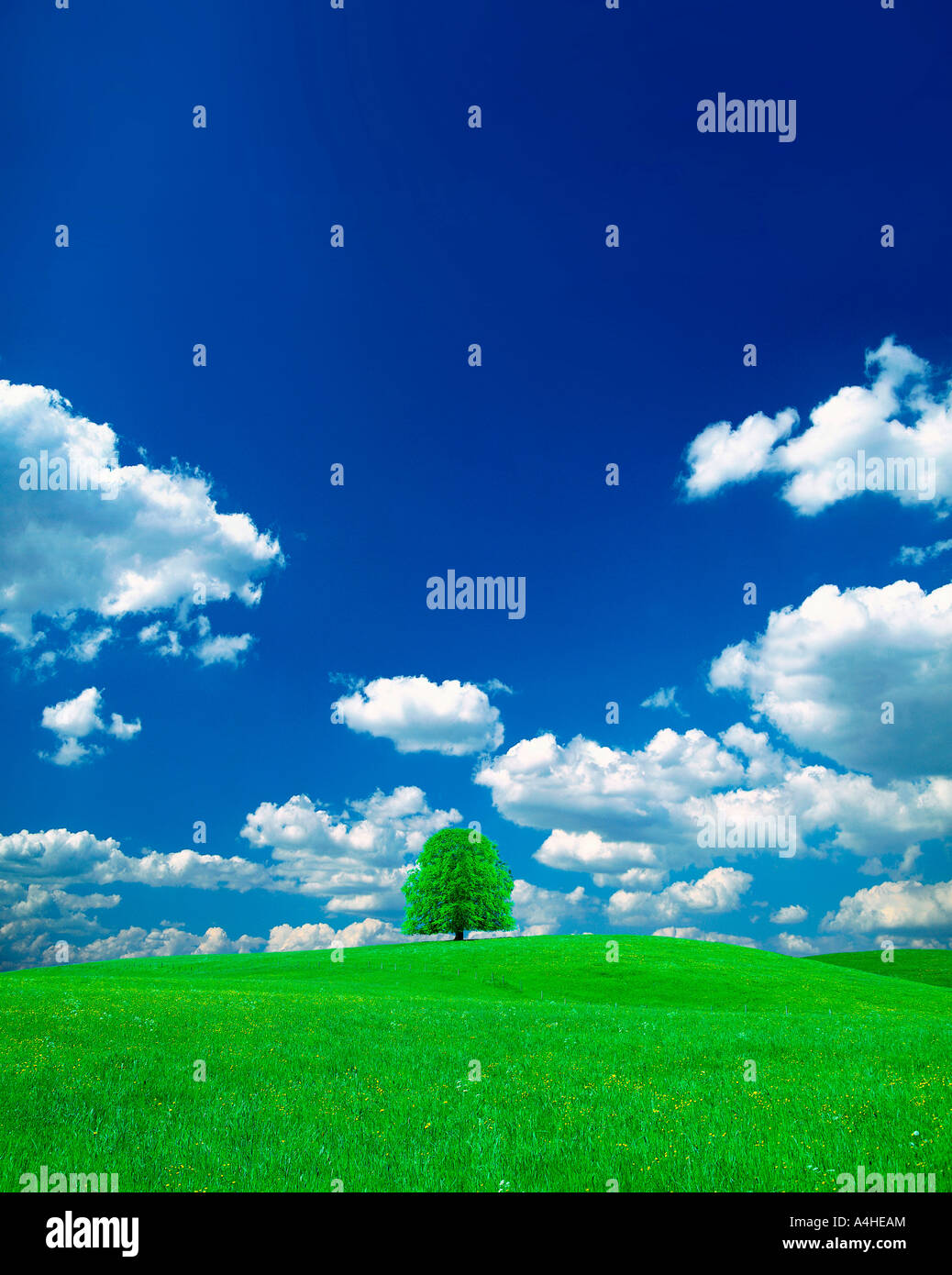 A green field with a tree under a clear blue sky Stock Photo - Alamy