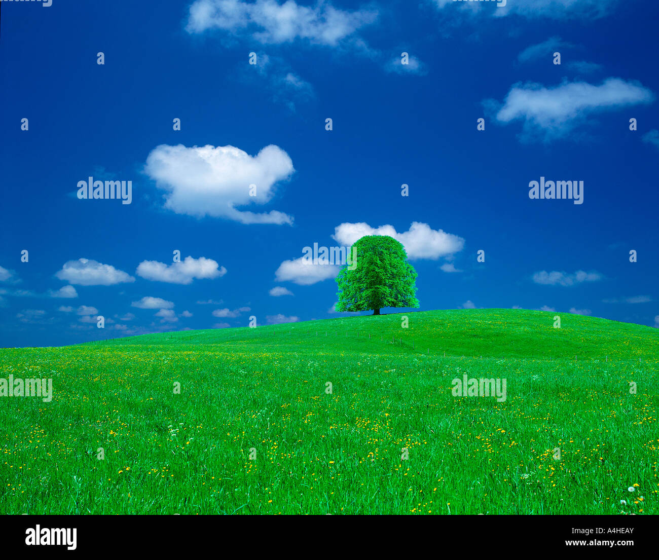 A green field with a tree under a clear blue sky Stock Photo - Alamy