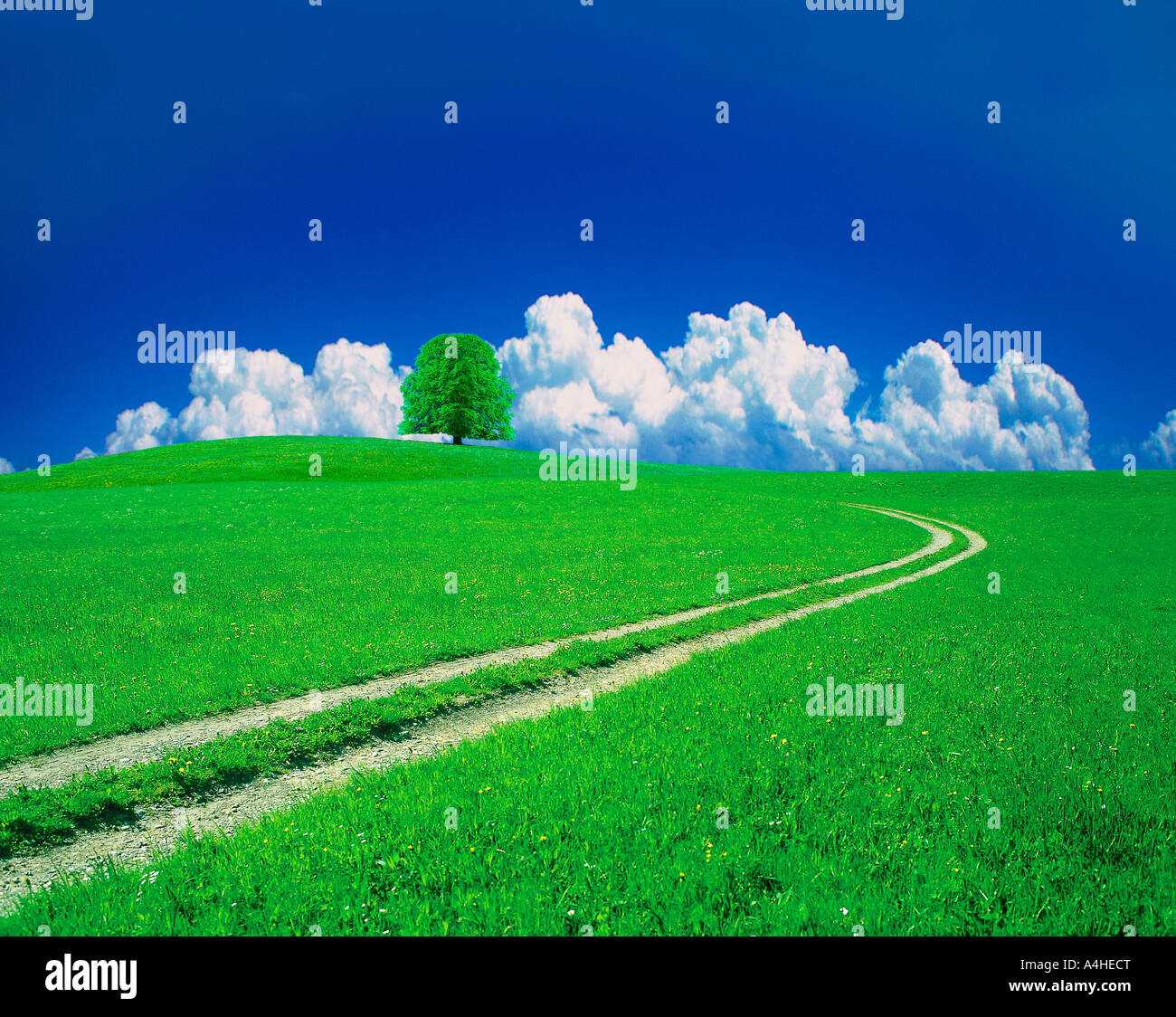 A trail leading to a green tree under the clear blue sky Stock Photo ...