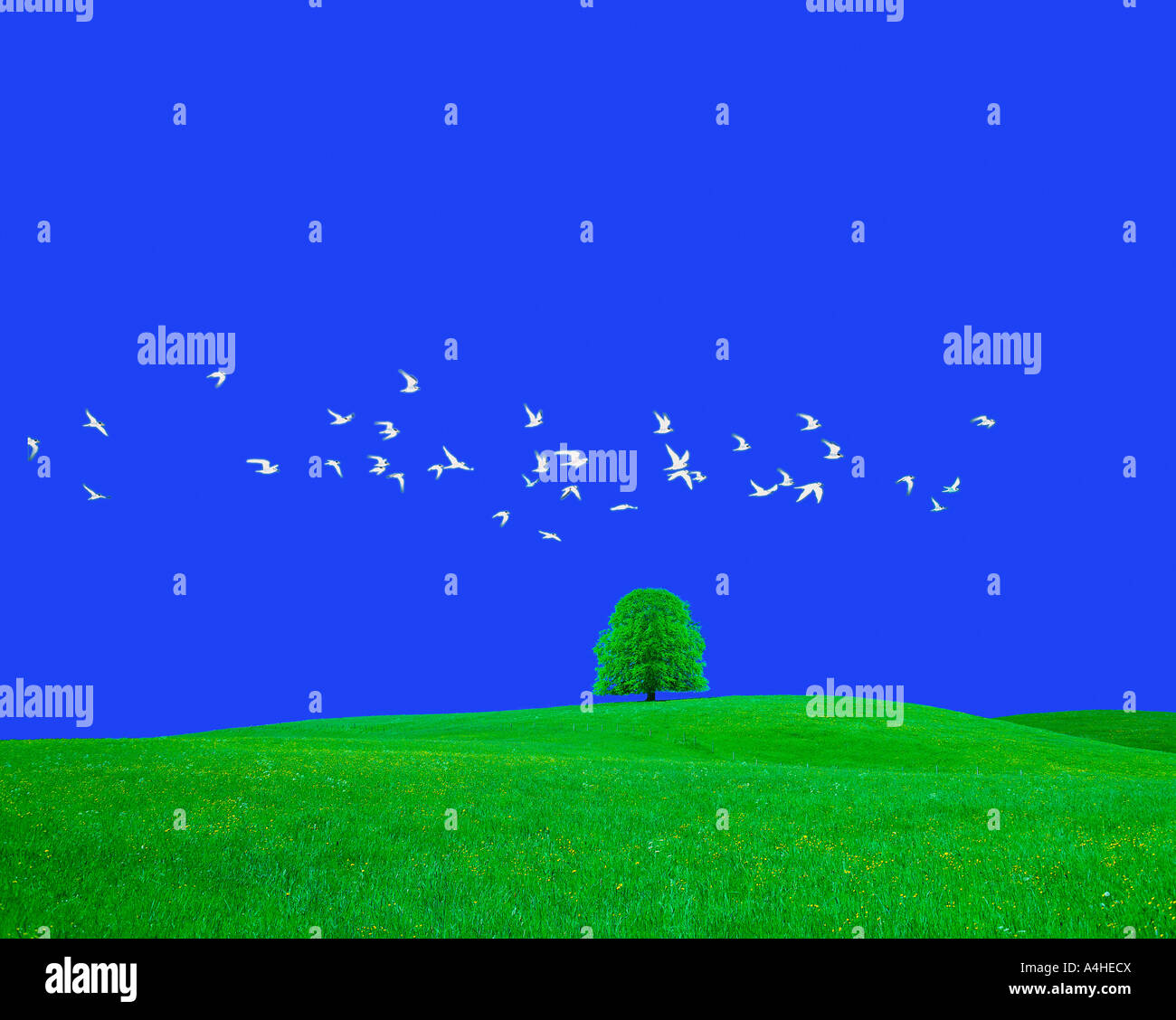 A tree in a green field under a clear blue sky Stock Photo - Alamy