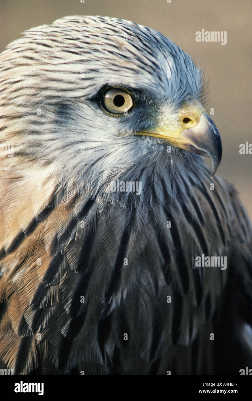 Head of Red Kite Milvus milvus head Stock Photo