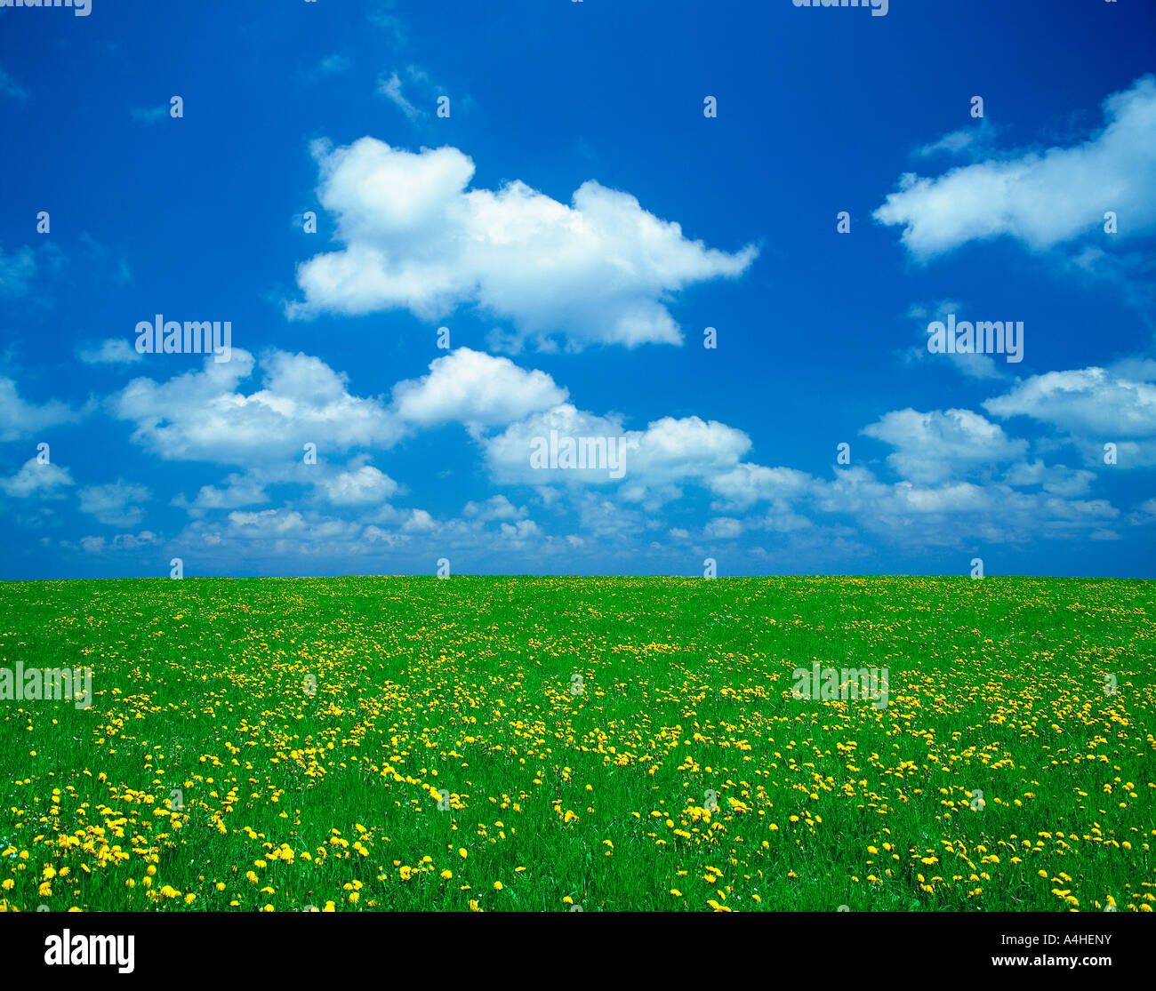 Yellow flowers in a field of green grass Stock Photo - Alamy