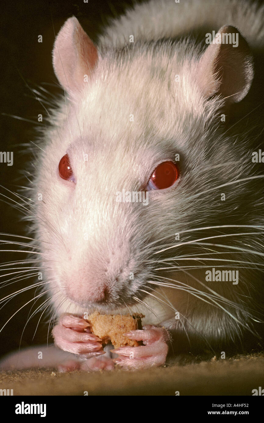 Rat food lab hi-res stock photography and images - Alamy