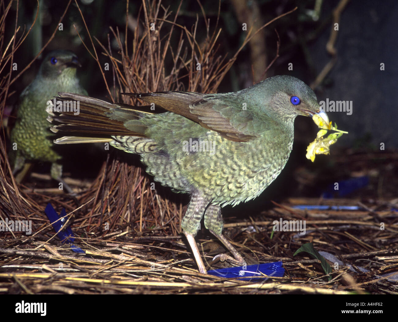 Male Satin Bowerbird,  Ptilonorhynchus violaceus. This young male has not yet changed to the glossy black of the adult males, but is ready to mate. Stock Photo