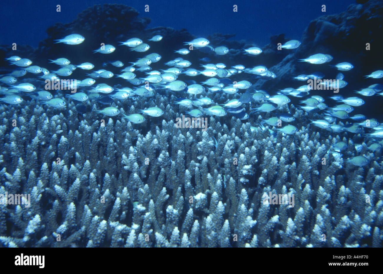 School of blue green chromis, Chromis viridis, swimming over staghorn coral Stock Photo