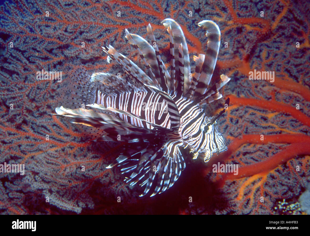 Lionfish swimming in front of Sea Fan Stock Photo