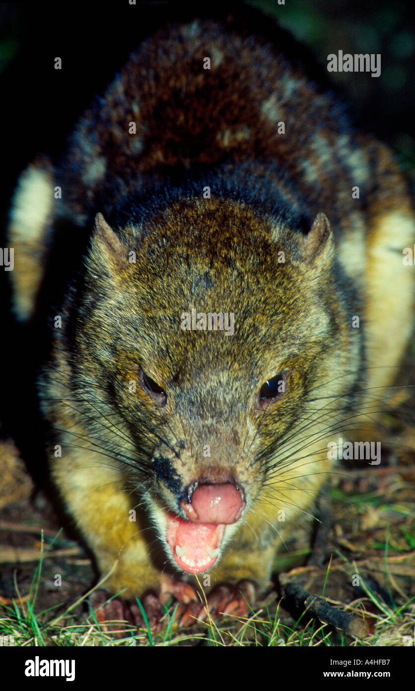 Tiger Quoll, Dasyurus maculatus, also known as Spot tailed or Spotted tailed Quoll. Stock Photo