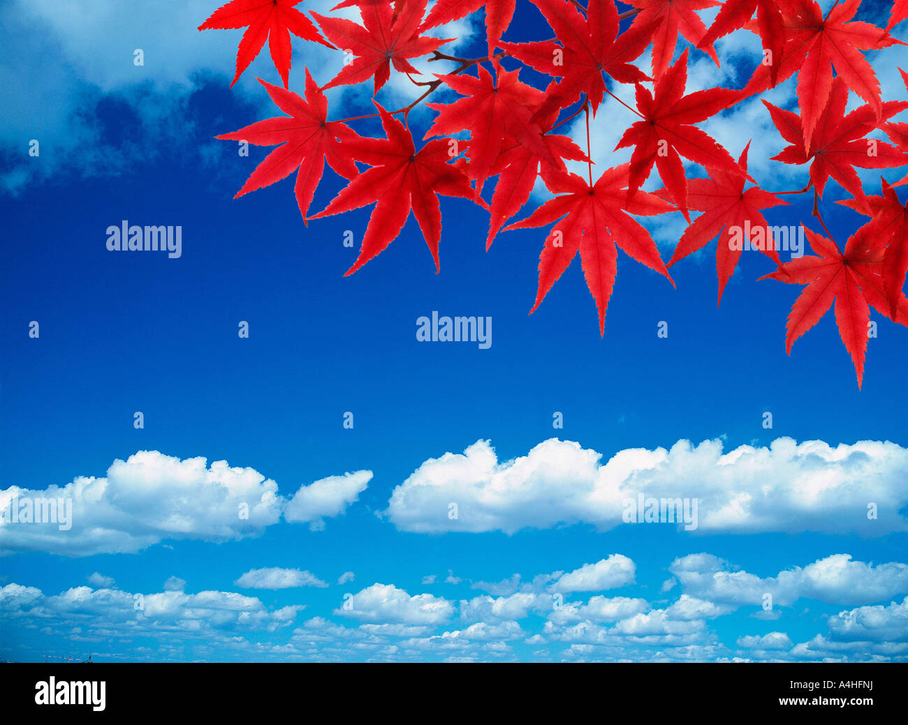 Red maple leaves with clouds in the background Stock Photo - Alamy