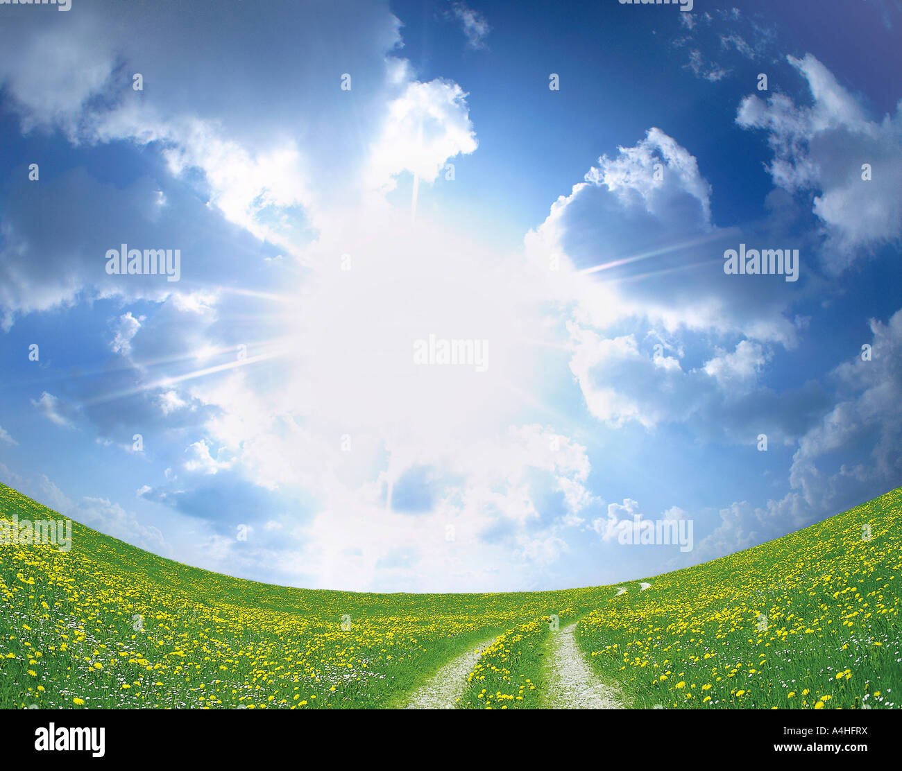 The sun shining over a green field with yellow flowers Stock Photo - Alamy
