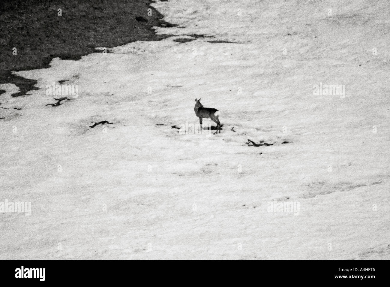 capreolus roe deer in black and white film grain with snow Stock Photo