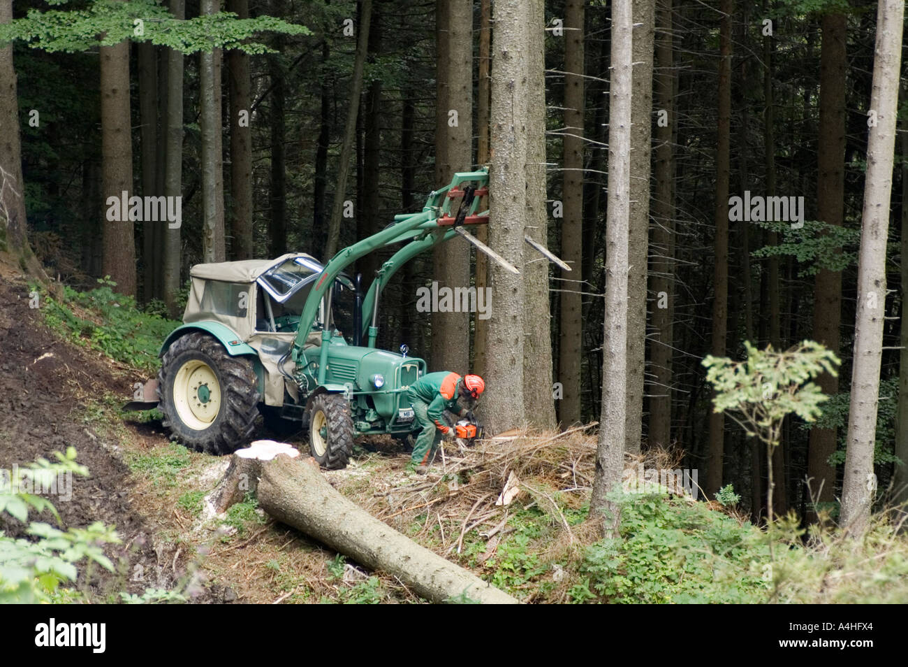 Logger woodcutter working in the Forest with a tractor helping pushing the trees cutting trees Stock Photo