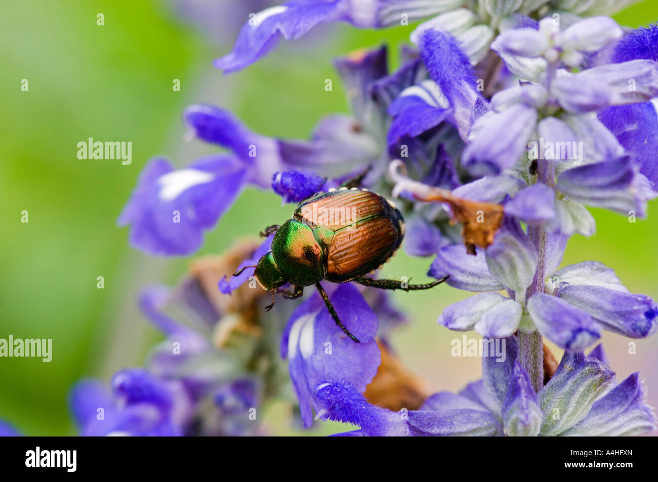 Japanese beetle popillia japonica hi-res stock photography and images ...