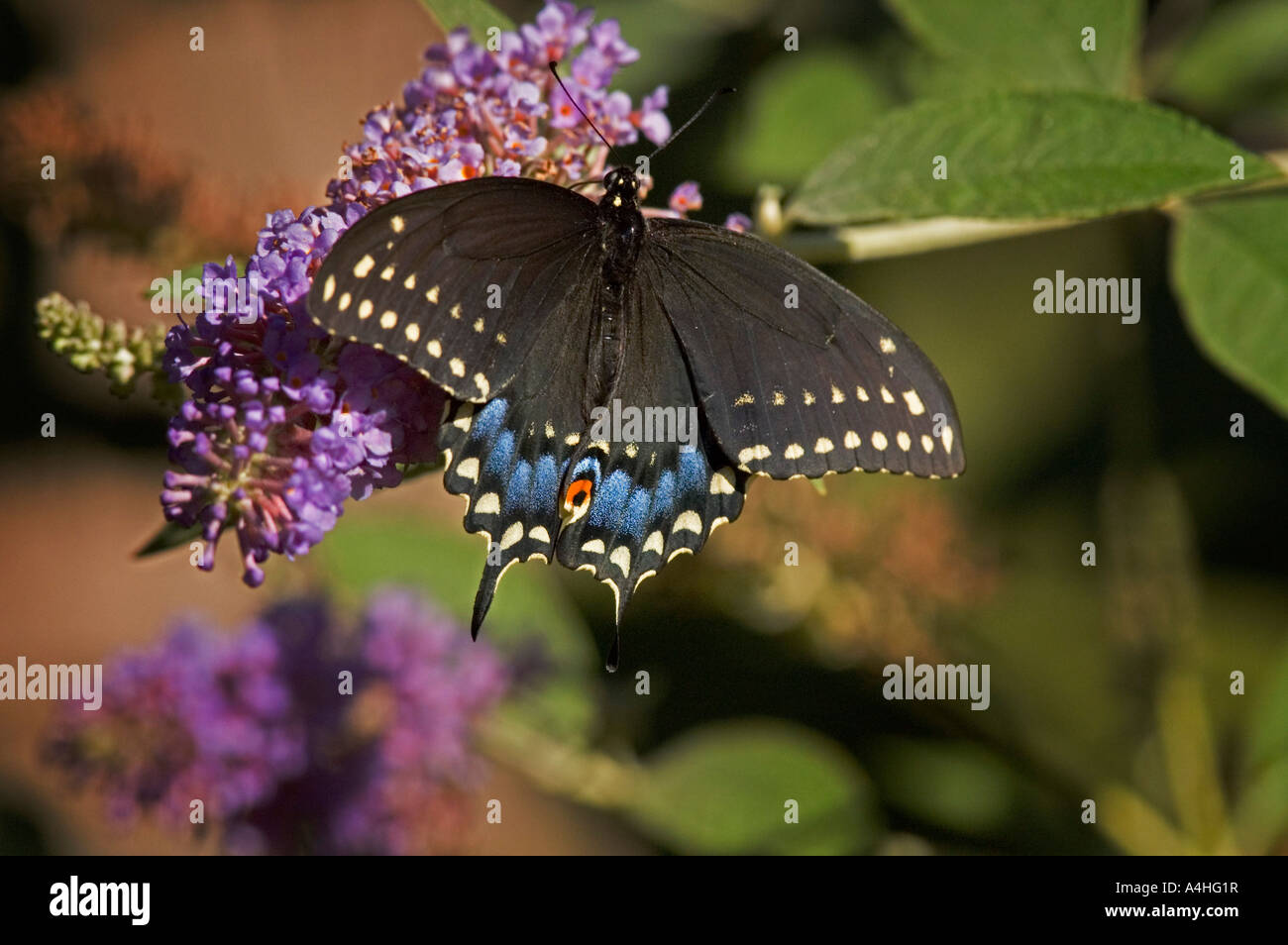 Eastern Black Swallowtail nectaring on a Butterfly Bush flower. Stock Photo