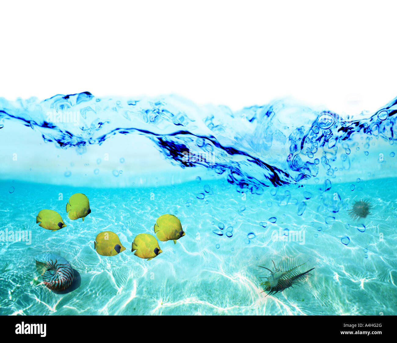 Water right under the surface with fish and shells Stock Photo - Alamy