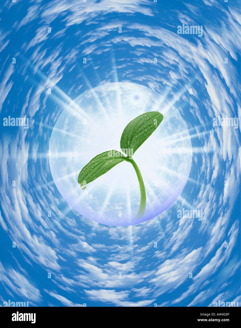 A green leaf with a sky background Stock Photo - Alamy