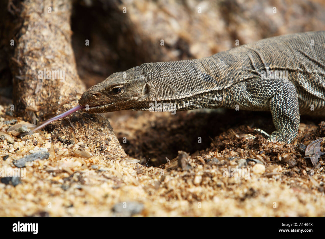 Horizontal environmental portrait in close up of monitor lizard feeding
